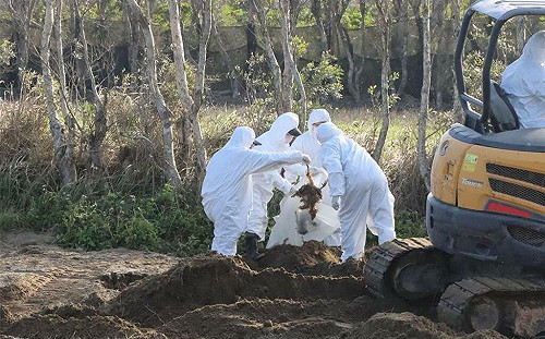 隱匿禽流感續賣黑心蛋！豐康牧場丟埋2359隻病死雞 檢方起訴求重刑