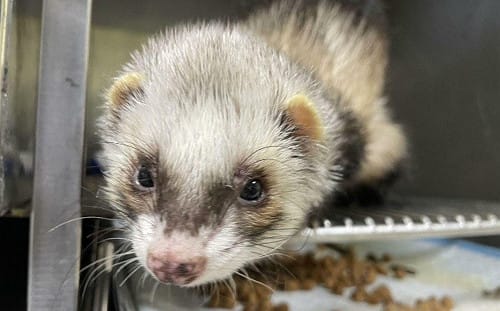 4/2國際雪貂日！愛牠不棄養   動保處揭飼養密訣