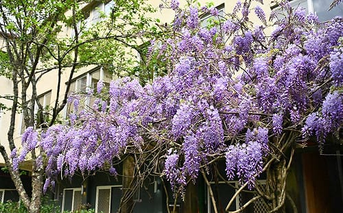 美如仙境！ 武陵農場紫藤花季開跑   一大片「紫色瀑布」超夢幻