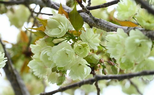 武陵農場鬱金櫻大綻放！最多只開15天  感受最後春日浪漫