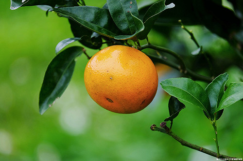 豪雨侵襲茂谷柑農損慘 中市推現金救助護農友