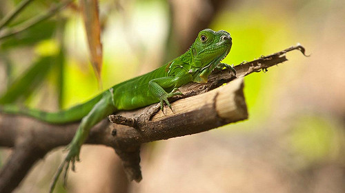 綠鬣蜥大量繁殖 屏東縣府呼籲民眾勿再棄養