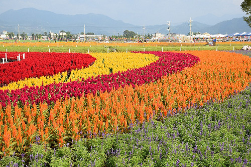 就是本週六11/11！台中新社花海登場