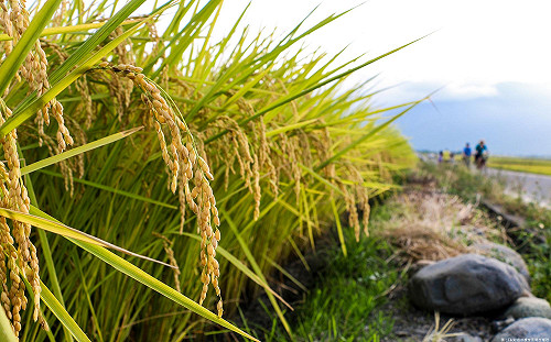 入冬最強冷氣團來襲！農業局：嚴防寒害
