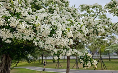 流蘇花盛開超浪漫！新店陽光運動公園內邂逅「四月雪」 