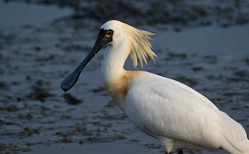 「2026年黑面琵鷺全球同步普查」結果出爐！台灣記錄4,719隻創歷史新高