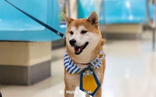毛孩上車！國際寵物日  北捷4部最萌狗狗列車下午開跑