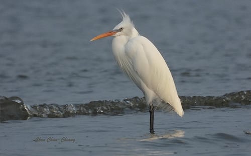 全球僅3千隻！珍稀候鳥「唐白鷺」驚喜過境高屏溪 絕美身姿曝光