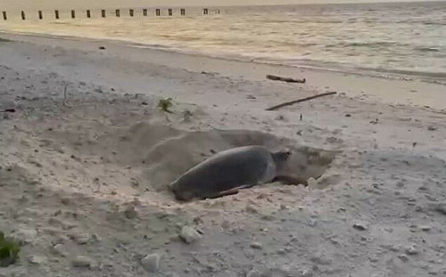 世界地球日視導太平島 管碧玲喜見海龜準備產卵