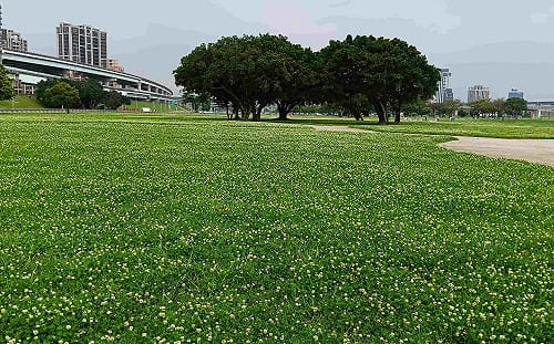 春日限定浪漫！新北大都會公園覆蓋「神祕白雪」 鄰近3公頃主題花海一次看