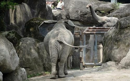 跨物種好麻吉！亞洲象、非洲象北市動物園首次同框  高舉象鼻社交行為超難得
