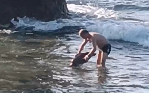 中國遊客小琉球抓海龜！辯稱「牠自己漂過來」 違反野保法送辦