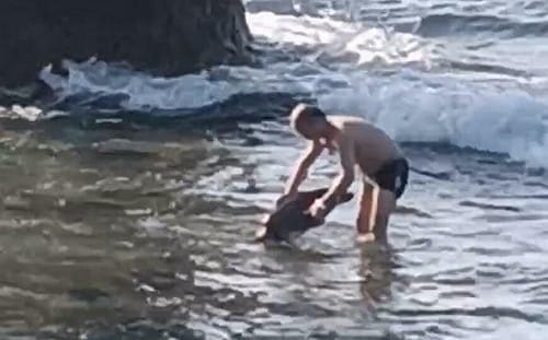 中國籍人士小琉球「碰觸海龜」  觸法可處1年以下有期徒刑或罰30萬