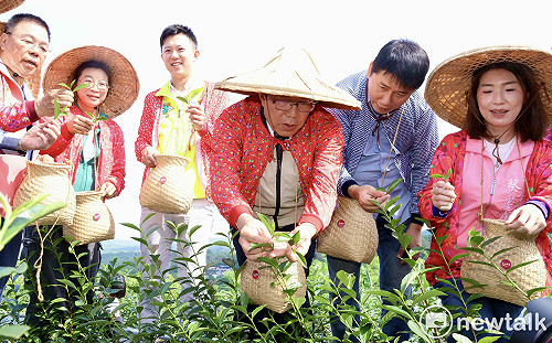 黃偉哲宣布「台南茶」誕生  東山採收首批茶葉開啟茶產業新契機