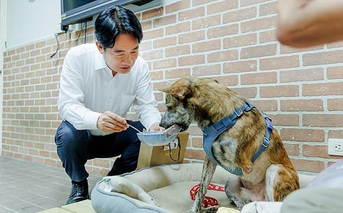 陳佩琪譏賴清德愛犬「斑斑」殘障  美女主播怒嗆：妳老公腳上腳鐐是自找的！