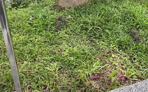 台北鼠患延燒！醫示警「這一點」比被老鼠咬更要注意　2動作有高風險