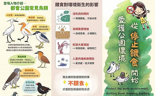 北市鼠患引關注　公園處加強取締餵食野生動物最高罰6000元 