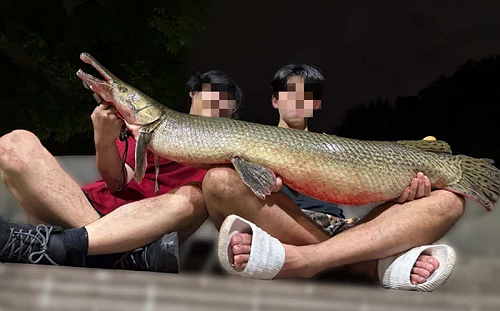 成大生吃掉228公園吉祥物「鱷雀鱔」引眾怒被罰 作家：應開放釣魚