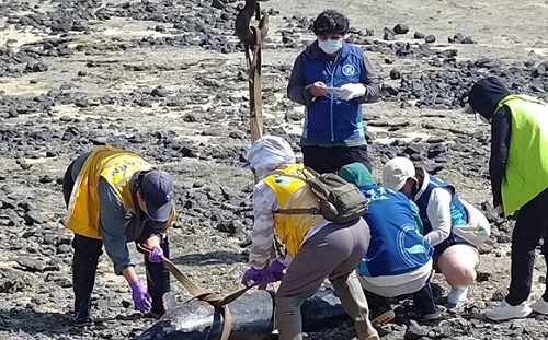 昨才重返大海！澎湖青螺濕地驚見「3死亡海豚」疑為沙港迷航個體