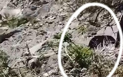 熊出沒！花蓮玉里民眾遭母子熊追趕 夏天登山要小心