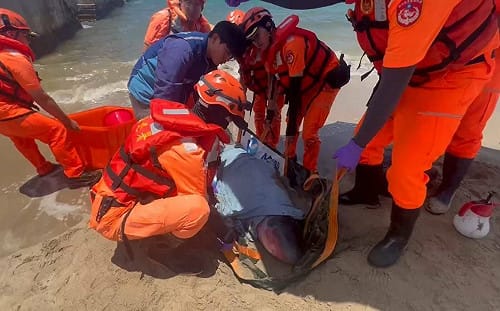 侏儒抹香鯨活體擱淺澎湖    海巡署、海保署聯手澎縣府成功救援野放  