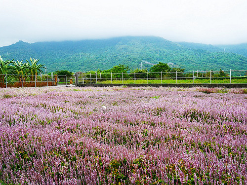 不是只能吃！仙草原來長的這麼美