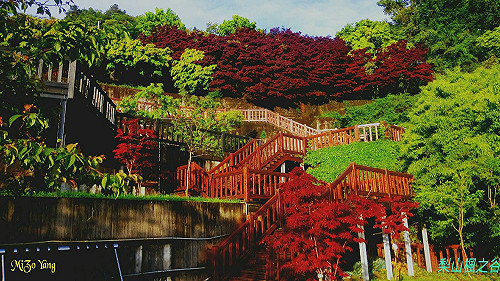 今年追「楓」去哪兒？梨山秘密花園等您來