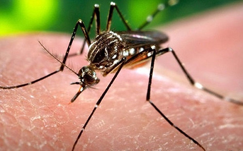 掃墓出遊小心登革熱！長袖＋防蚊液杜絕叮咬