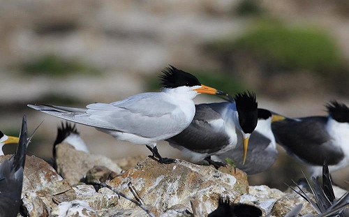 復育傳說中的神話之鳥  保育學者再聚馬祖