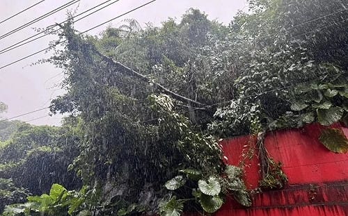 基隆大雨不斷！樹木傾到壓高壓電線 台電啟動預防性停電