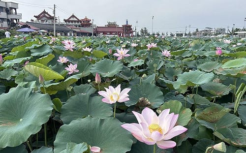 懶人包》賞蓮、看龍舟、逛市集！台南端午連假8大活動、優惠一覽