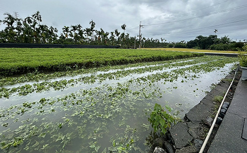 豪雨重創農業！農損逾9500萬 番石榴損失破3千萬最慘