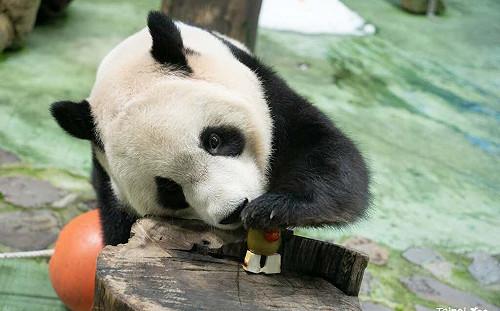暑假放電指南！十大熱門景點出爐 「木柵動物園」奪冠當選人氣王