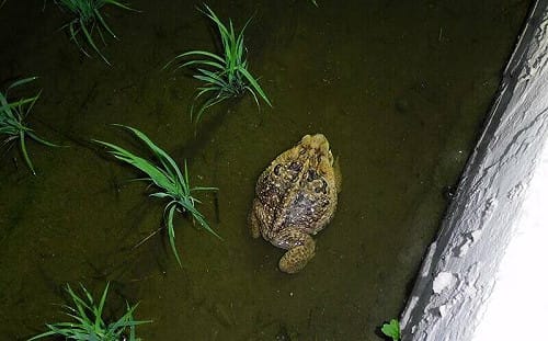 「世界百大入侵種」海蟾蜍曾破3.5萬隻！南投花5年移除到剩30隻