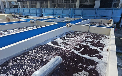 水試所開發高效能養殖「海門冬」！動物食用可減少碳排