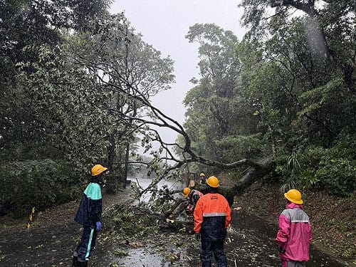 颱風巴威釀北市217件災情　多為路樹倒塌