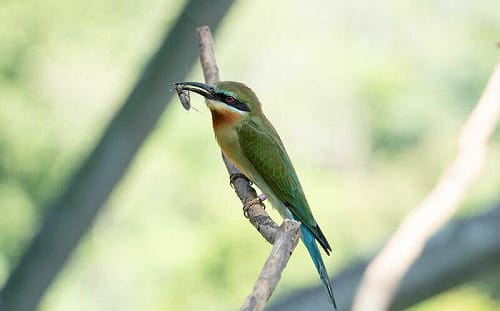 北市動物園傳喜訊！栗喉蜂虎二代暴風成長 4隻雛鳥7月底離巢