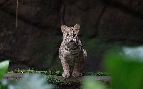 夜貓子集合！台北動物園暑期延時閉園 一窺神祕石虎面貌