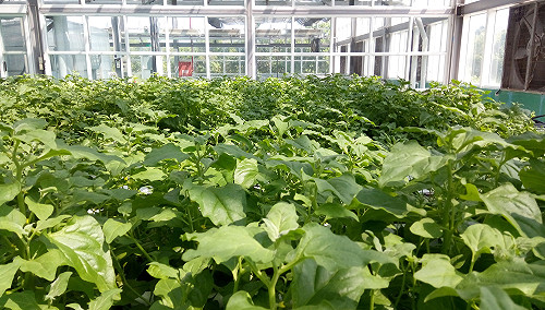 汆燙後熱炒最棒！台灣冰花你吃過了嗎？