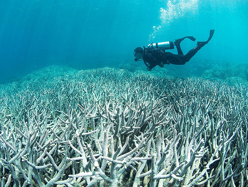 大堡礁奇觀瀕危 澳砸112億台幣護觀光財