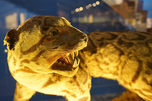 封館兩個月  台博館明開館展押箱寶台灣雲豹標本