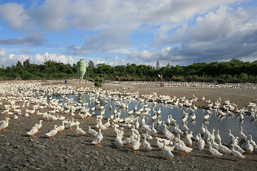 日韓爆發H5N6禽流感疫情  嘉義嚴陣以待