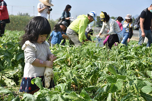 秋日雙饗！來去美濃吃白玉蘿蔔、毛豆正合時