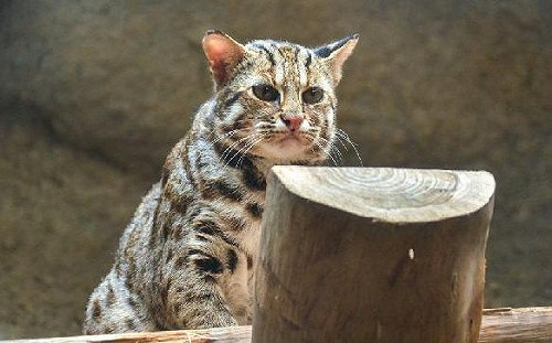 推動多樣性生物保育  台中市將推動石虎保育自治條例