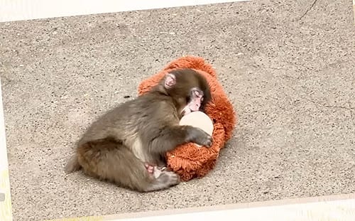 遭棄養抱猩猩玩偶爆紅!日本獼猴Panchi今滿1歲 逾2500張賀卡湧入動物園