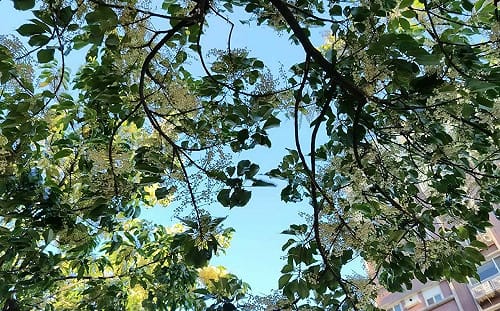 立秋限定美景！台北70株錫蘭橄欖盛開 花瓣鋪地美如雪毯