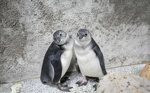 萌度爆表！台北動物園企鵝三寶亮相 兄弟檔黏踢踢、老大游泳特訓中