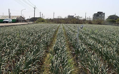 搶種大蒜恐價格崩盤！9/15起「限時2個月」開放登記種植