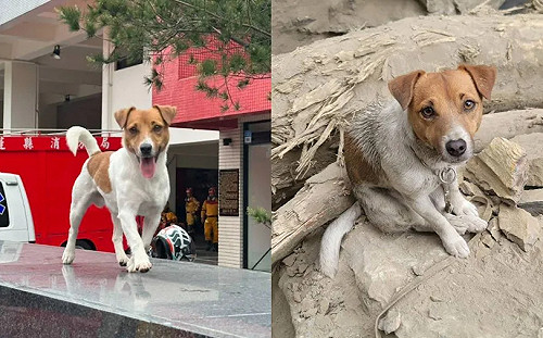 網瘋傳搜救犬Wilson遭虐死！花蓮縣政府聲明：非事實將蒐證提告