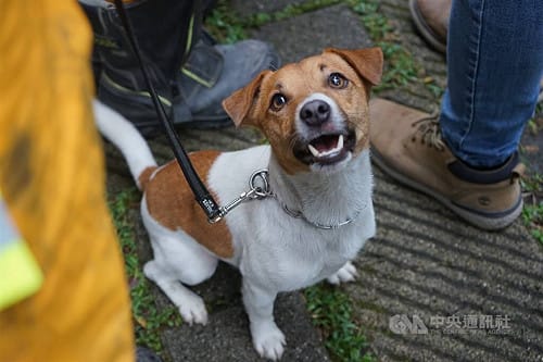搜救犬Wilson死因爭議　花蓮檢方接獲告發分案調查